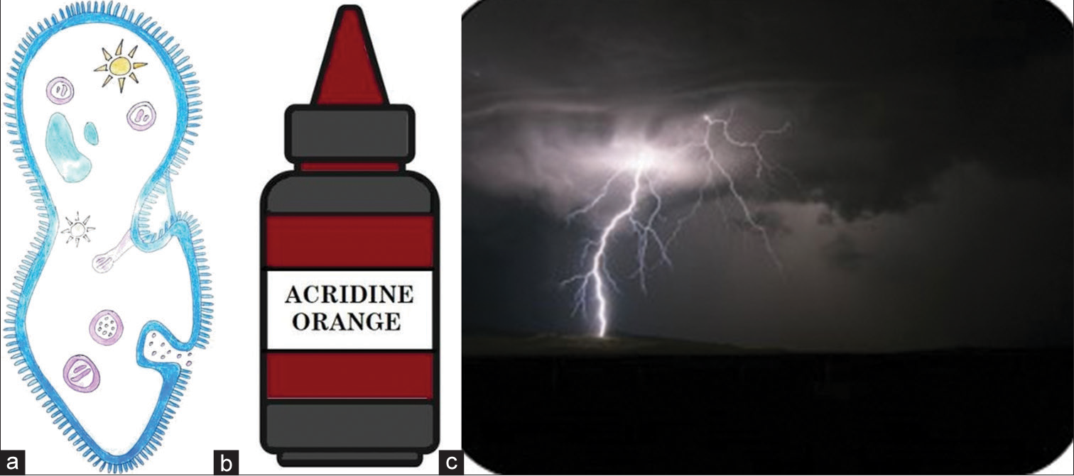 (a) Paramecium – an aquatic organism, (b) acridine orange dye, and (c) Lightning (Courtesy Mr. Ashok Pradhan and Ms. Minati Singha, Source, Times of India, 31st July 2016).