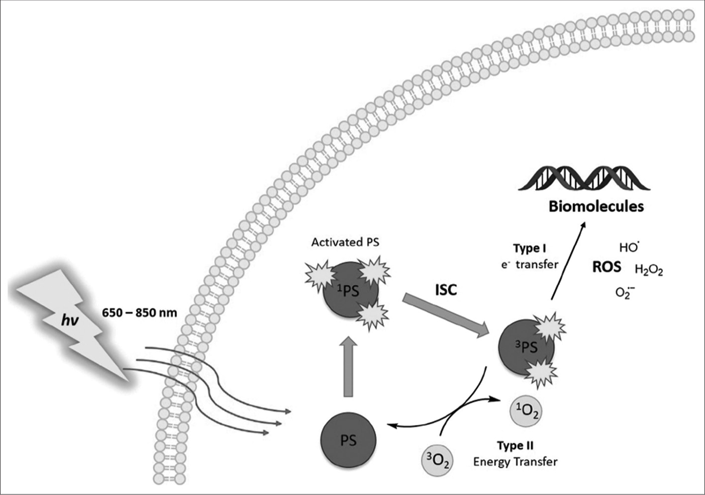 Diagram showing mechanism of photodynamic therapy (type I and type II reactions). PS: photosensitizer, ROS: reactive oxygen species, O2: singlet oxygen, HO: hydroxide, H2O2: hydrogen peroxide, ISC: intersystem crossing, hv: Energy (E=hv). [Adapted from Donohoe et al. 2019].[9]