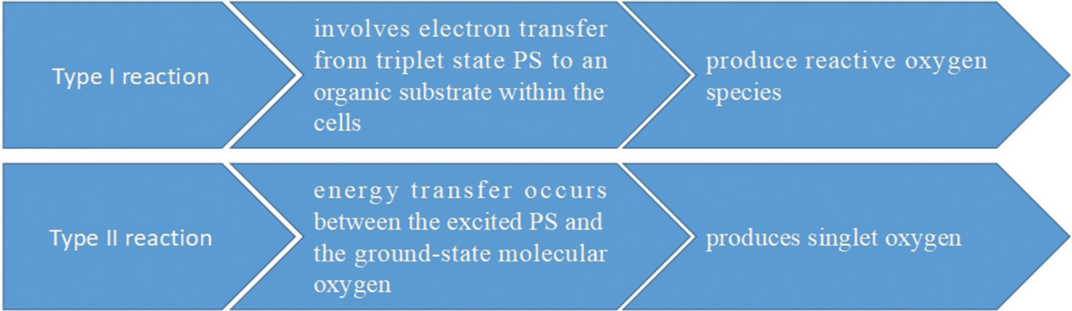 Mechanism of type I and type II reactions.