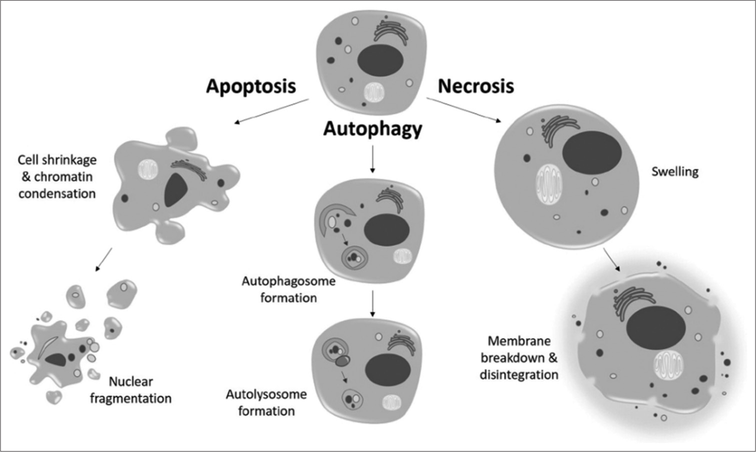 Figure showing frequent pathways of apoptosis [Adapted from Donohoe et al. 2019].[9]